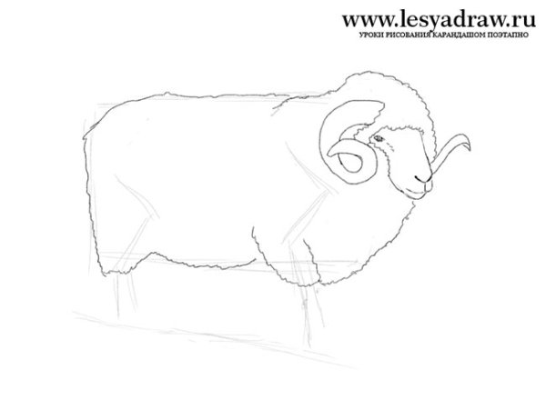 Баран карандашом для начинающих