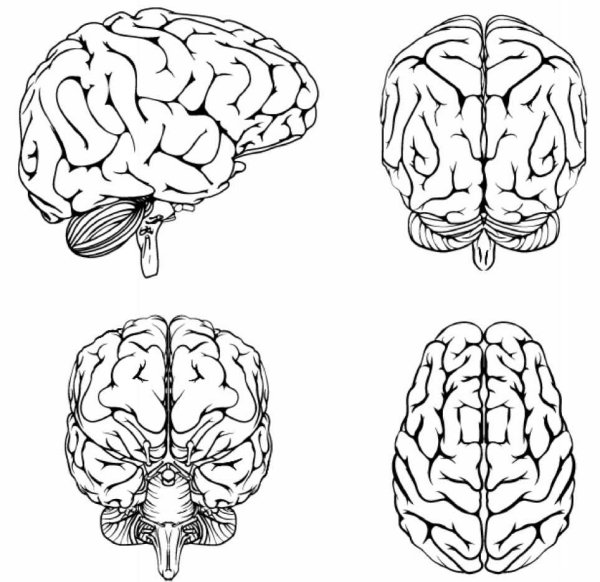 Мозг с разных ракурсов
