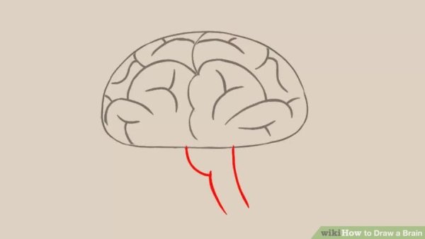Мозг рисунок для детей поэтапно