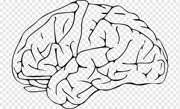 Мозг контур