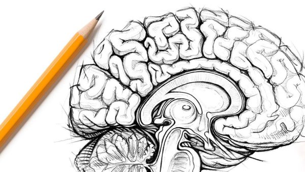 Мозг карандашом анатомия
