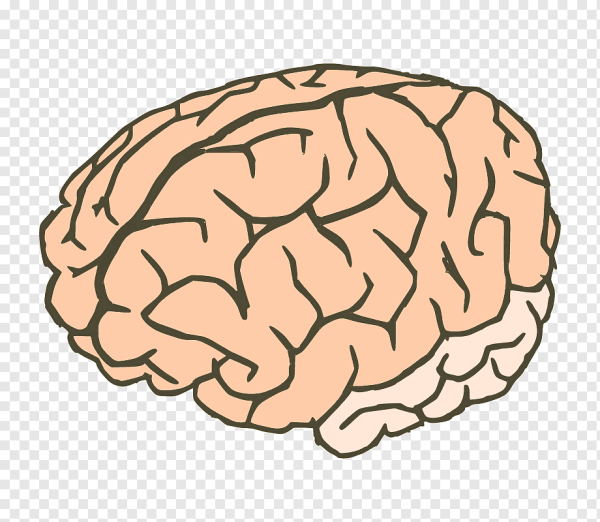 Мозг для срисовки