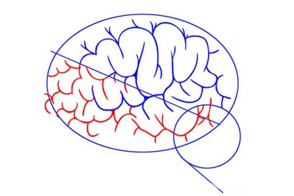 Мозг поэтапно