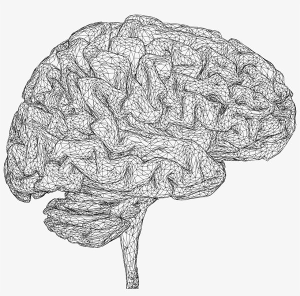 Мозг набросок