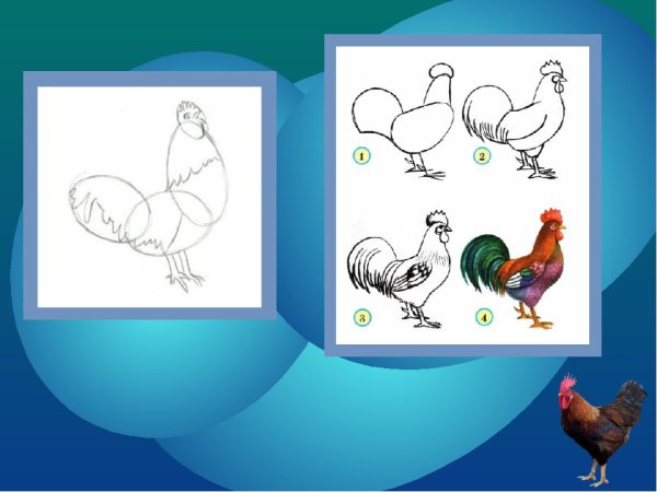 Алгоритм рисования петушка