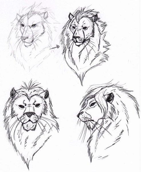 Анатомия морды Льва