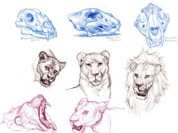 Голова Льва референс