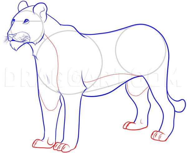 Инструкцию как нарисовать львицу по частям