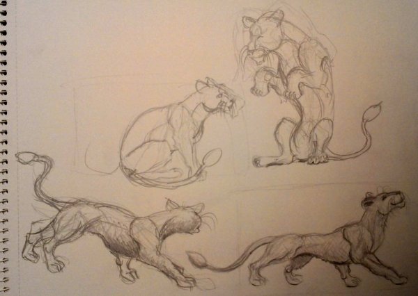 Львица поэтапно