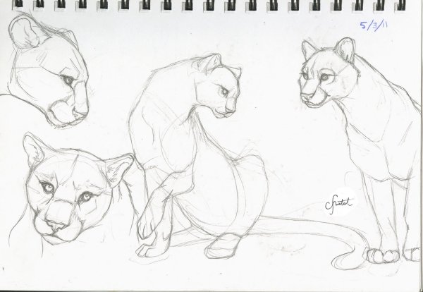 Поэтапное рисование Пумы