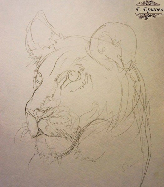 Львица набросок
