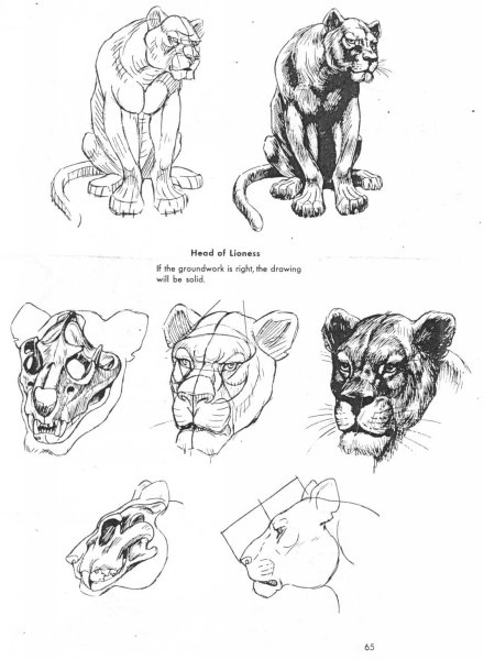 Животное конструктивное построение