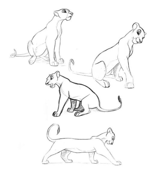 Король Лев анатомия