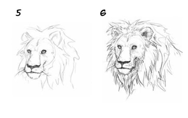 Схема рисования головы Льва