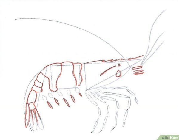 Креветка пошагово рисунок