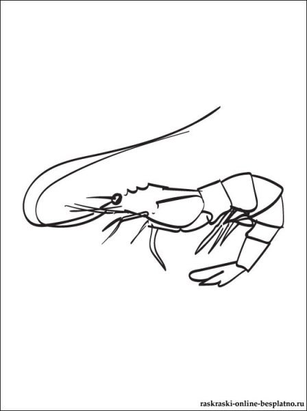Креветка раскраска для детей