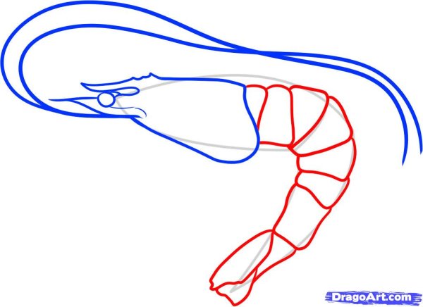 Нарисовать креветку пошагово