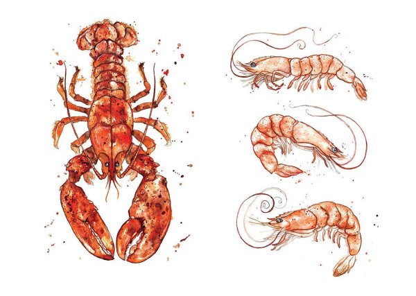 Креветка зарисовка