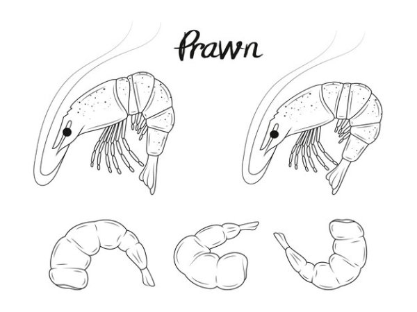Зародыш креветки рисунок