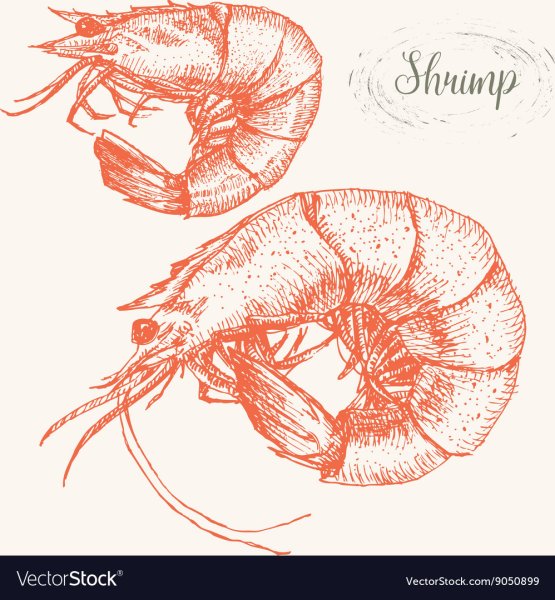 Креветка Графика