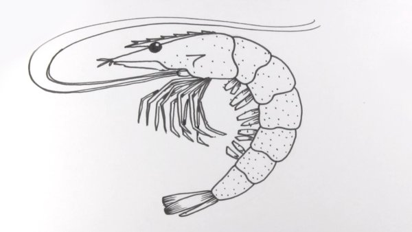 Креветка девочка