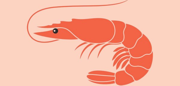 Креветка нарисованная тик ток