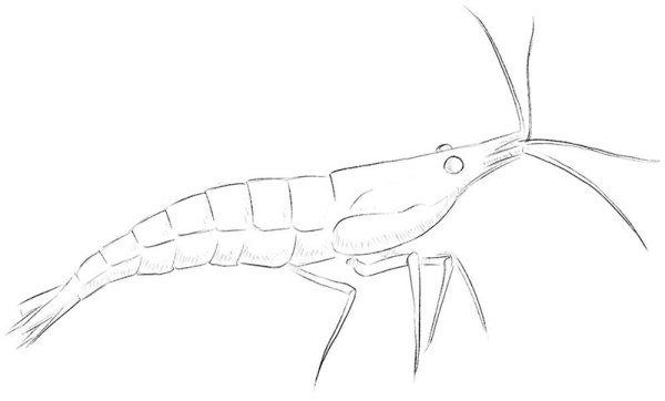 Креветки Пандалус бореалис