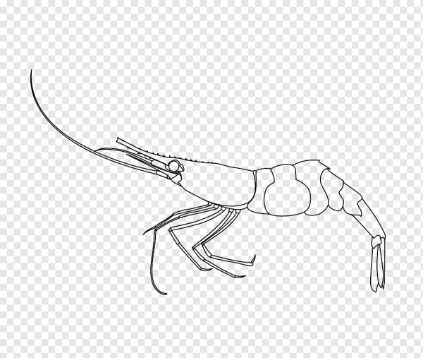 Креветка вектор контур