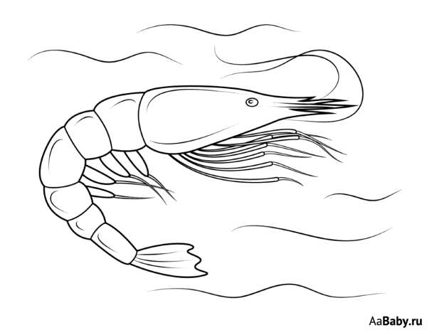 Креветка эскиз