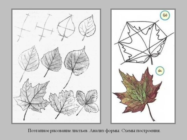 Поэтапное рисование листа