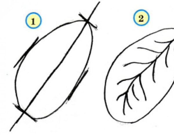 Поэтапное рисование листьев деревьев