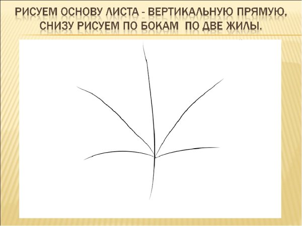 Поэтапное рисование кленового листа презентация