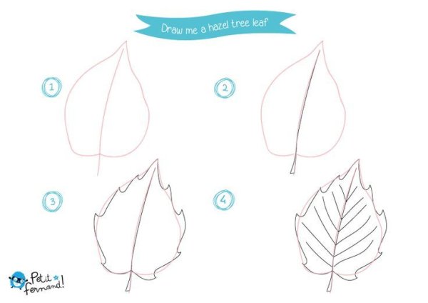 Поэтапное рисование листа