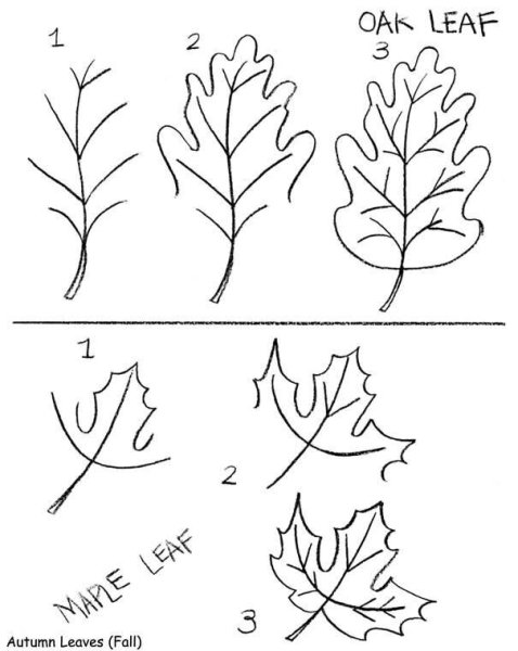 Поэтапный рисунок осеннего листа