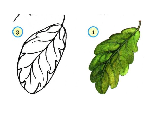 Веточки для рисования