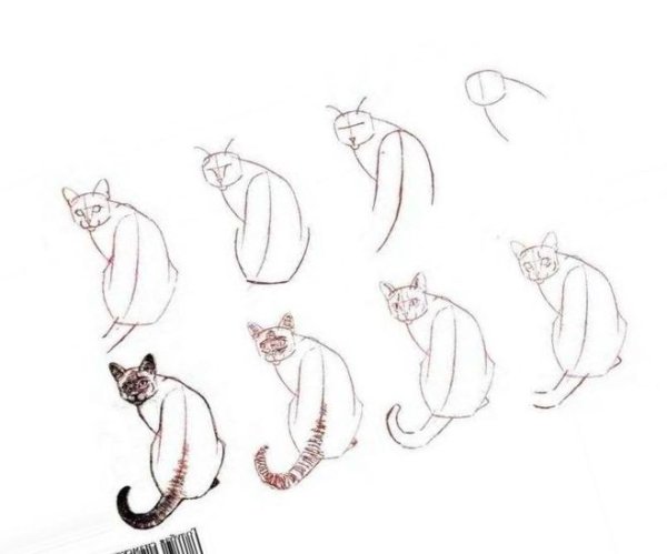 Поэтапное рисование сиамской кошки