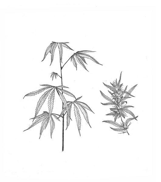 Конопля эскиз