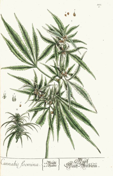 Конопля посевная Ботанический