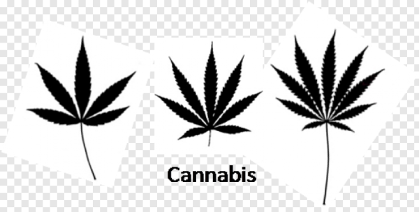 Эскизы конопли по этапно