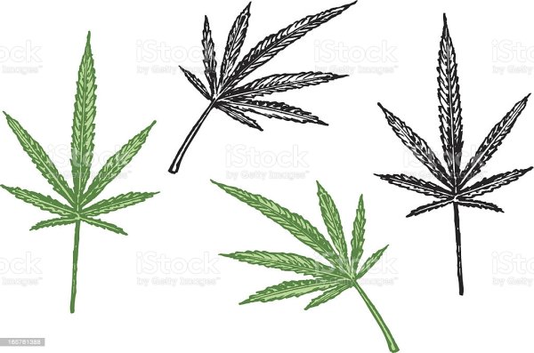 Как нарисовать марихуану поэтапно выращивание марихуаны парника