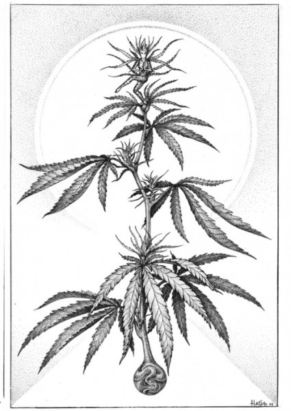 Тату кустов конопли