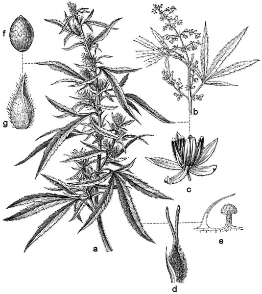 Конопля строение