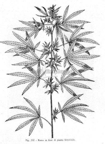 Скетч каннабис