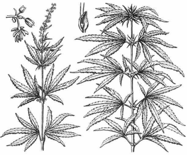 Конопля матерка и Посконь