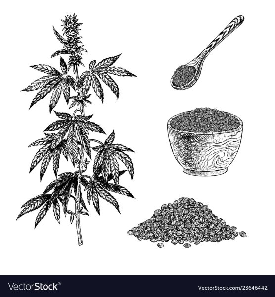 Семена конопли вектор