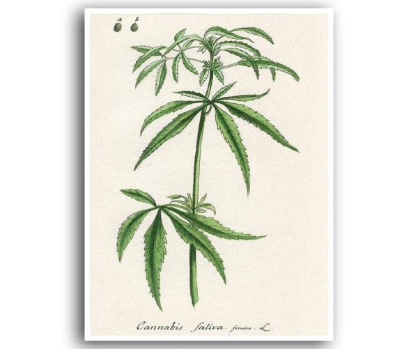 Конопля посевная Ботанический