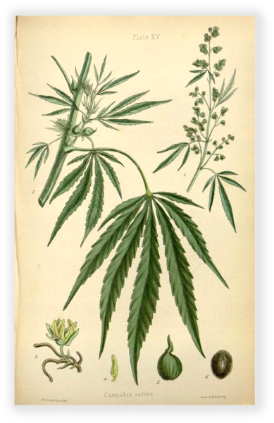 Ботаническая иллюстрация канабис