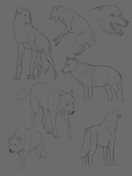 Поэтапное рисование оборотня