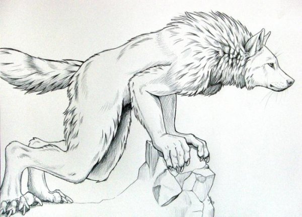 Вервольф карандашом