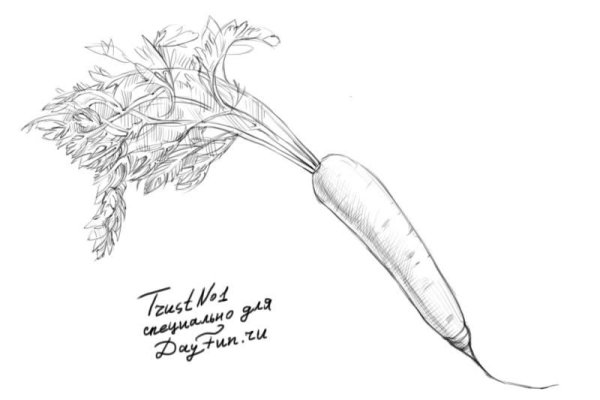 Морковка рисунок карандашом